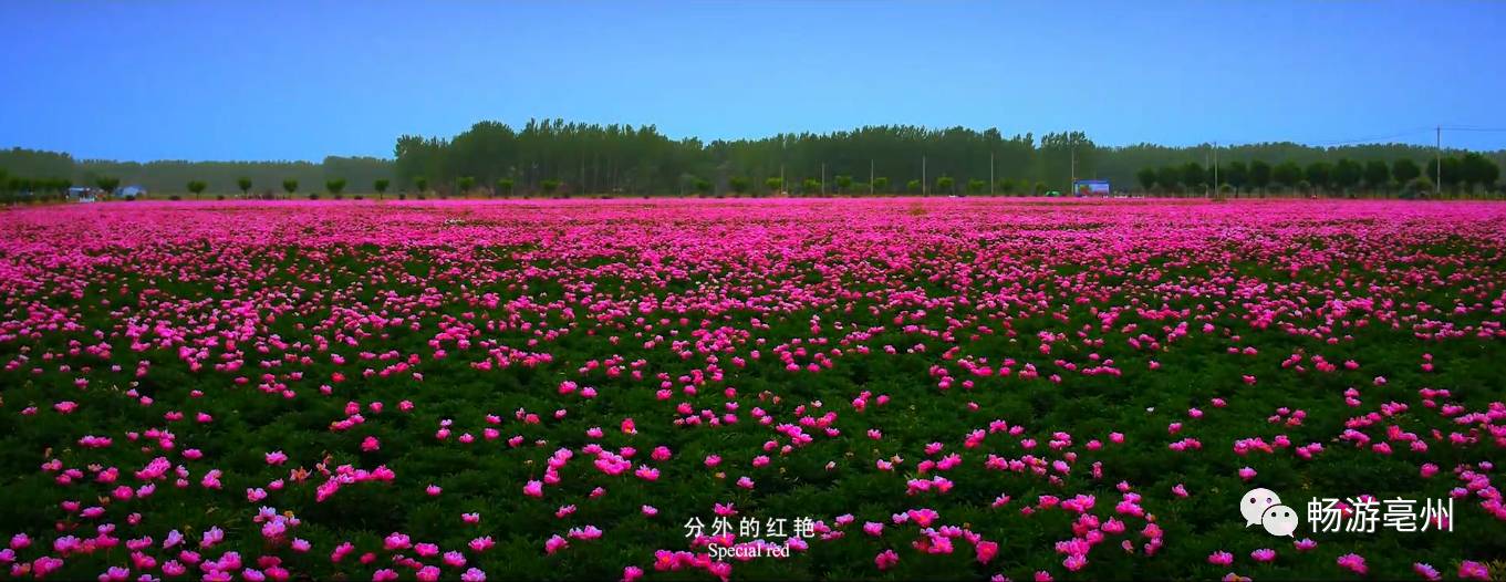 亳药花海△陈抟庙会△菊花节△尚汤温泉文旅君的自豪感悠然而生亳州