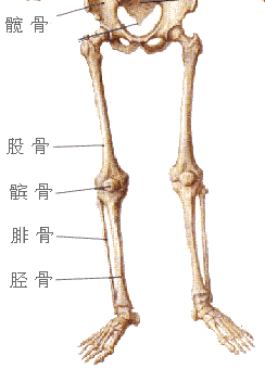 今日木牛流马仍然有实用价值