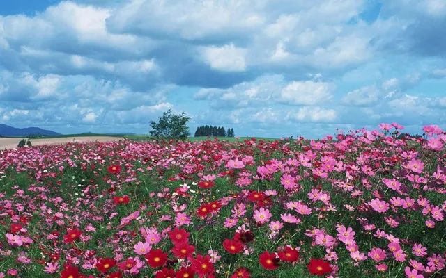 枫林花海