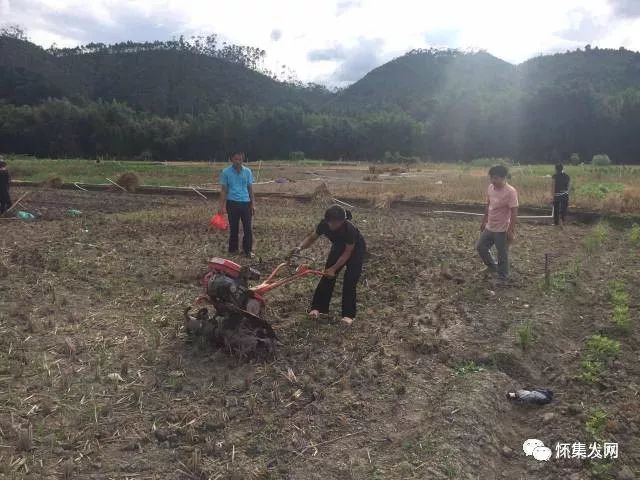 哇原来怀集凤岗种植业如此丰富种植户们也乐开了怀