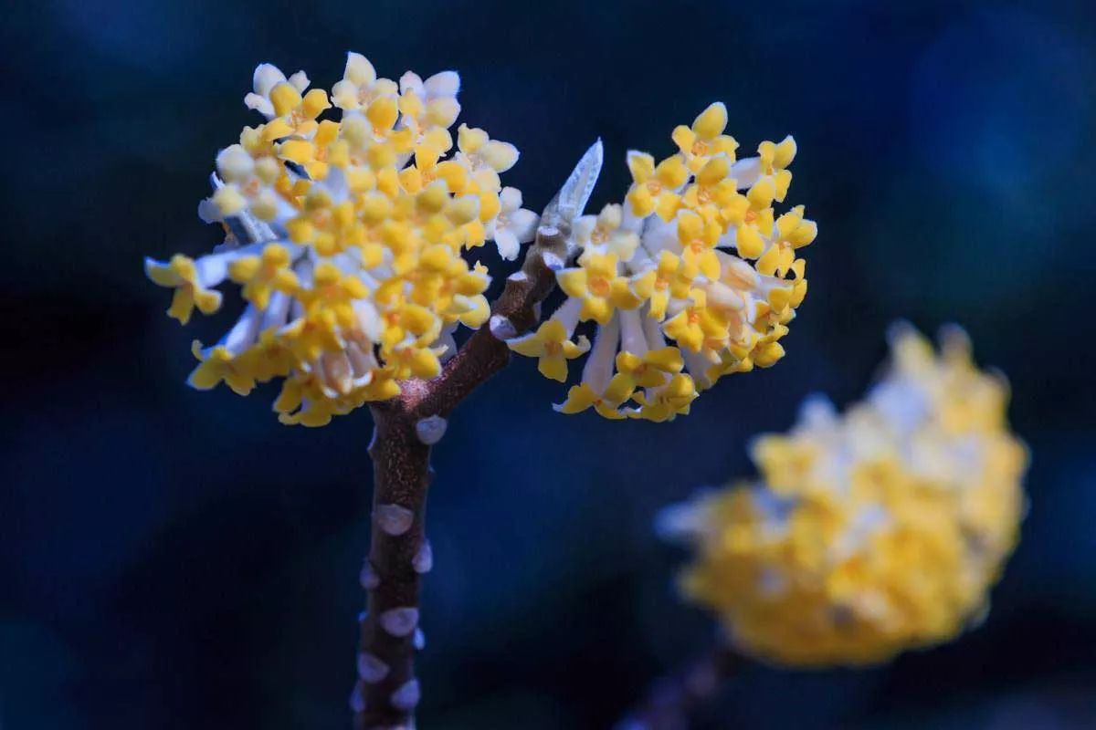 梦花结香花