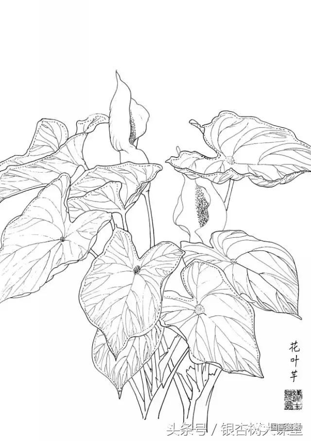 本素材来源于《范本传真·白描花卉写生范本 百花谱》,缪丽娟编绘