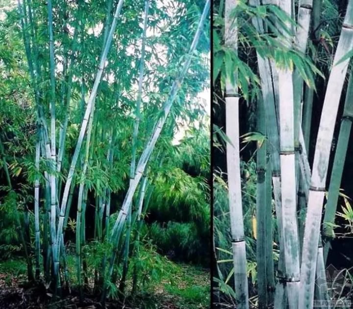 竹种类粉单竹