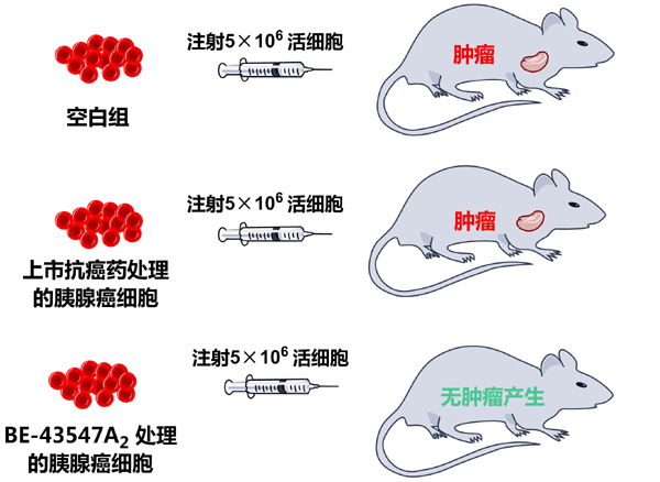 南开这项研究,让人类对抗胰腺癌迈出非常重要的一步!