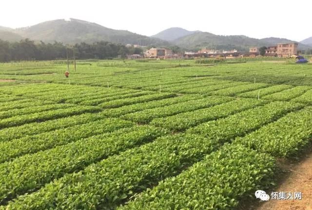 哇原来怀集凤岗种植业如此丰富种植户们也乐开了怀