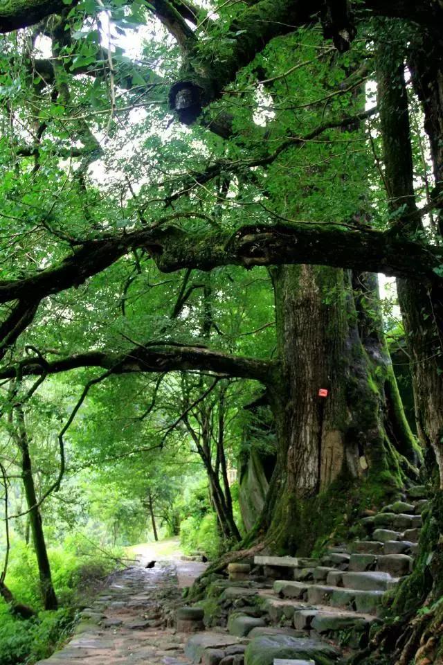 交通指南 驱车前往的游客到达宜春城区后, 可导航搜索 "南惹风景区"