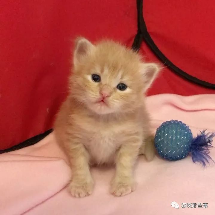 小奶猫和ta的甜甜圈小床,萌翻你不费吹灰之力