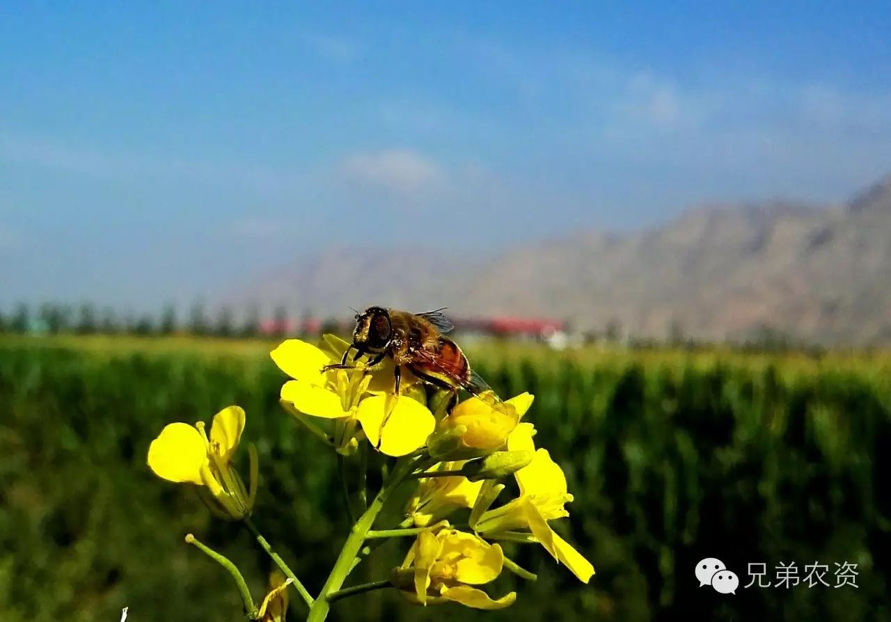 何如照料土地、何如种植剩余(图3)