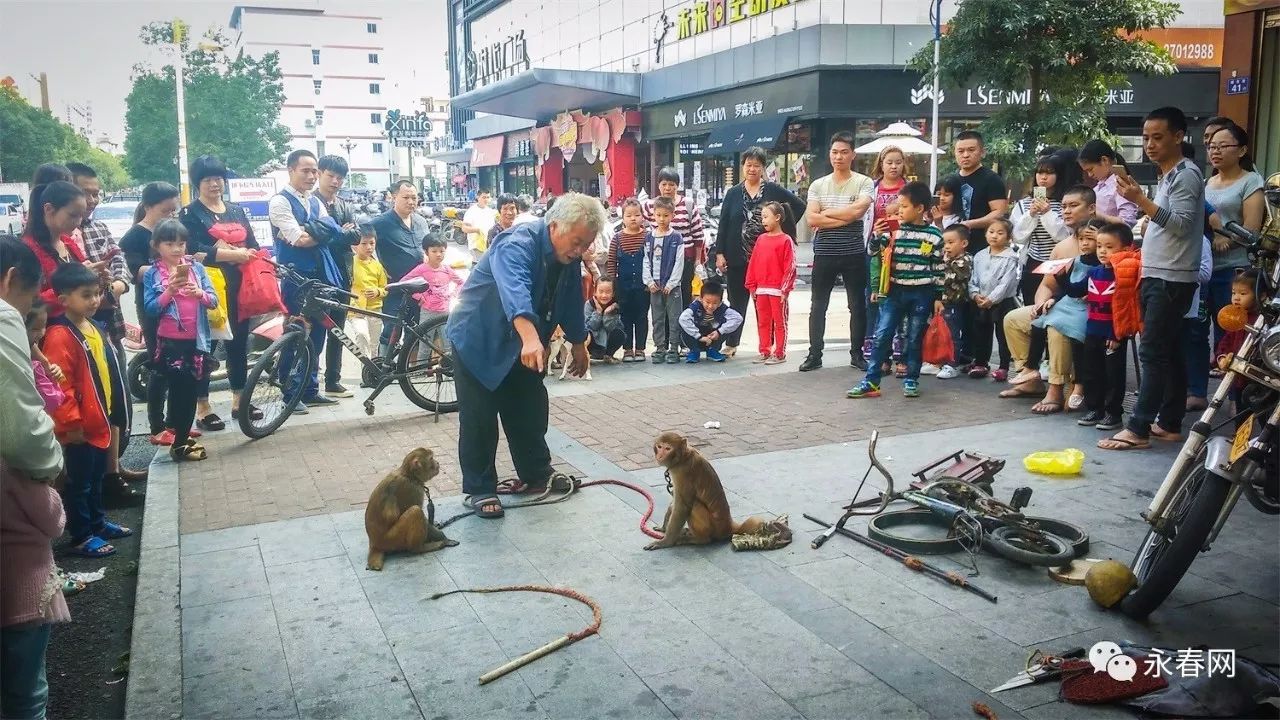 永春街头现耍猴表演!网友直呼残忍