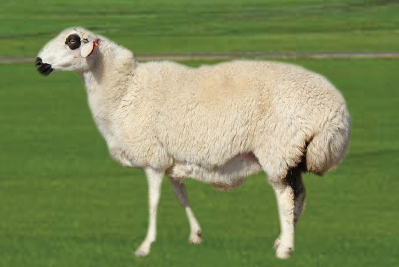 黄南州欧拉型藏羊与小尾寒羊杂交效果分析