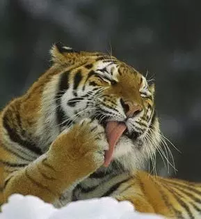 老虎变橘猫!你这么胖,我一定遇到了假老虎.