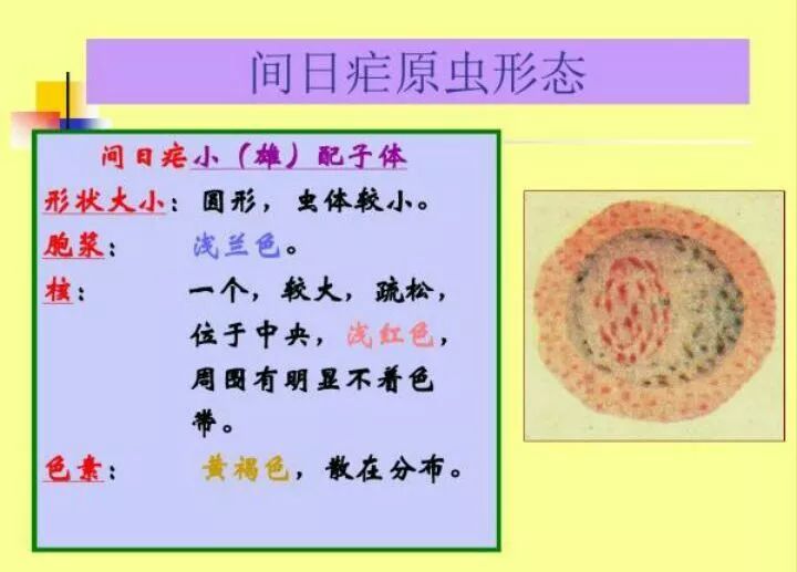 图15:恶性疟环状体:图14:三日疟配子体:图13:三日疟大滋养体:(带状