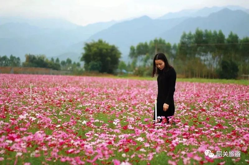 韶关惊现一片格桑花花海!规模大还不收费!一定要去