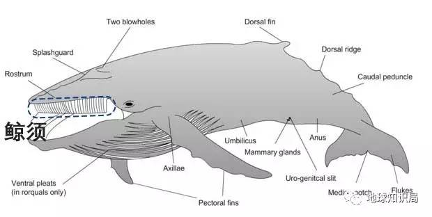 谁杀死了更多的鲸鱼?讲讲鲸鱼的故事