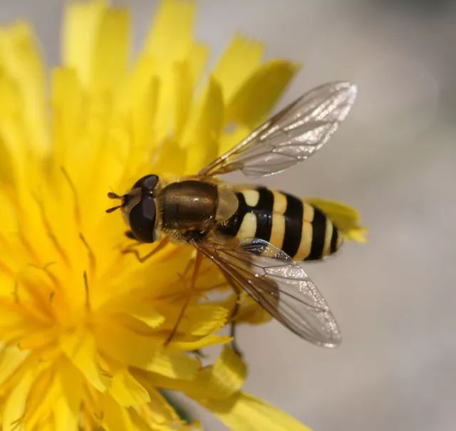 神奇的动物世界 | 蜜蜂也有左右撇子之分
