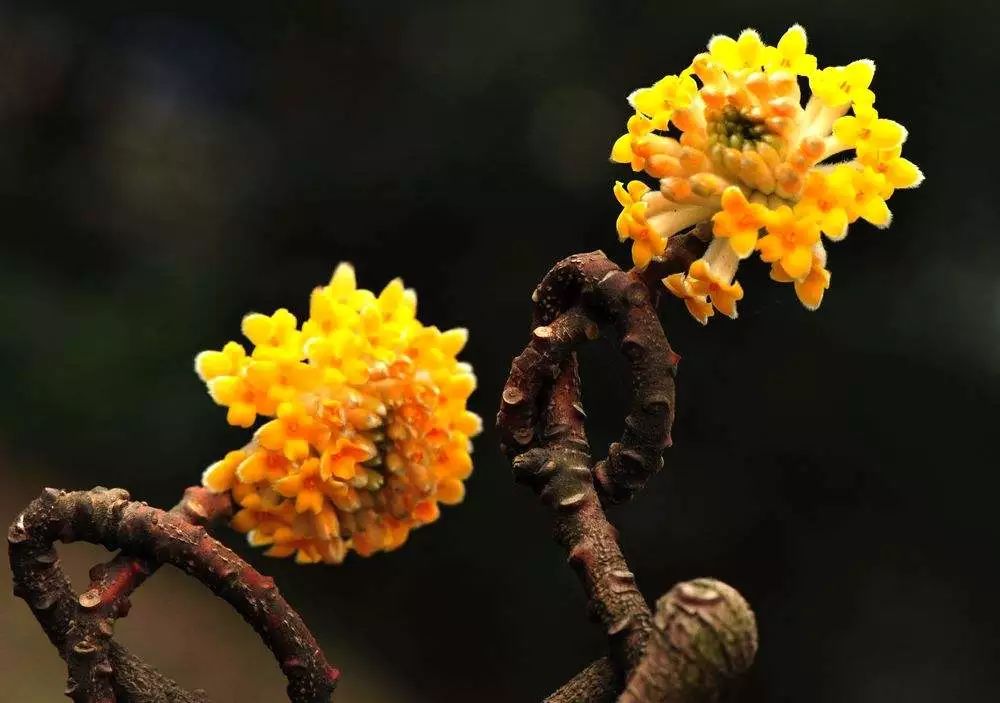 梦花结香花