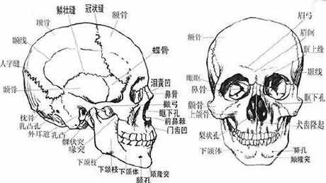 面部骨相面相之一