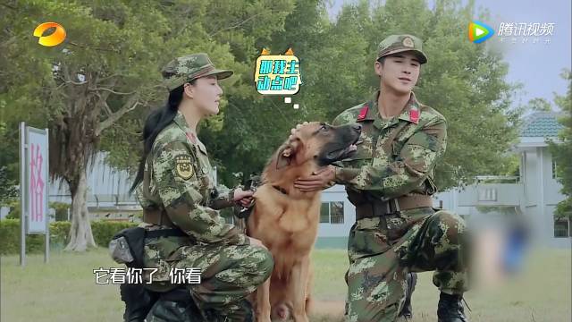 《奇兵神犬》训犬难度再升级,张馨予为爱犬剪去五年长发