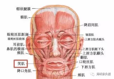 笑肌本身就是块多变异的肌肉,此块肌肉周围筋膜形成的很多纤维在口角