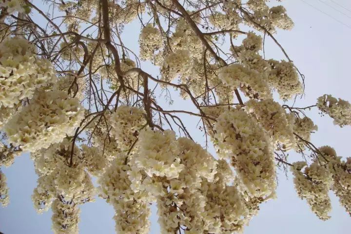 梧桐别名青桐,桐麻.在古代诗词中,它还被称为碧梧,青玉,庭梧.