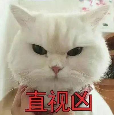 超级凶的猫咪表情包