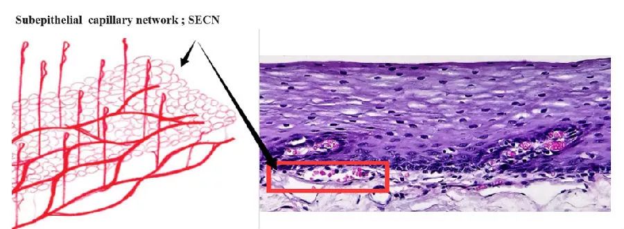2.上皮下毛细血管网:secn(图15)