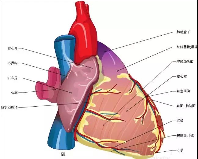 最全的心脏解剖图,没有之一!