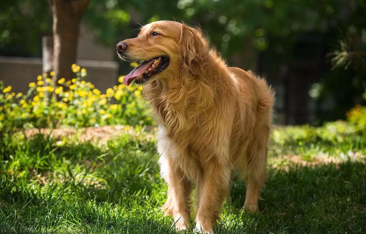 金毛,属于大型犬.