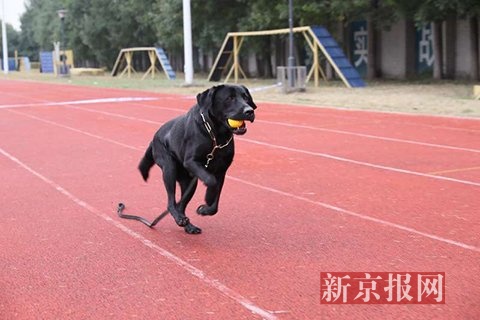 近日,为提高团队合作精神,鼓舞士气,北京市公安局在警犬基地举行了一