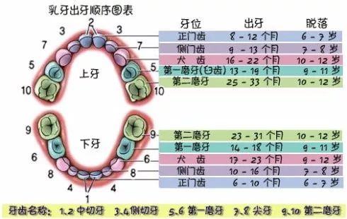 小儿乳牙出齐的时间是 小孩乳牙多少颗