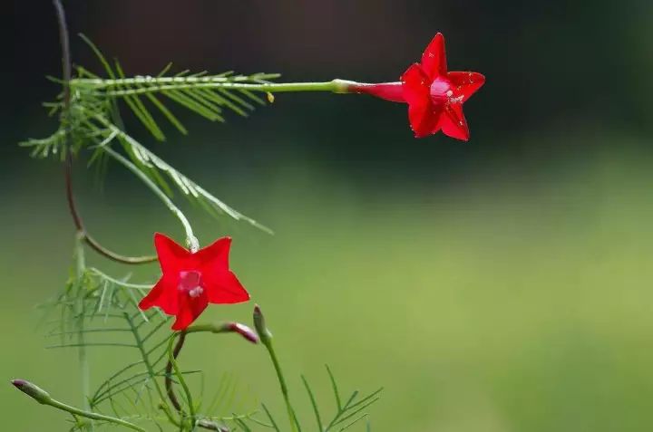 识花茑萝