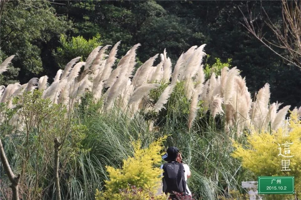 松山居士,26桥,汤圆,江苏叶开,若诗,琪轩,紫陌雪寒,周曙光,程东斌