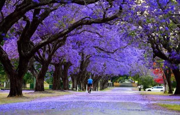 花开旅行:漫天蓝楹花开,整个澳洲美得就像一个童话