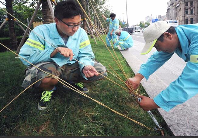 岭南课堂乔木栽植精细化管理之支撑