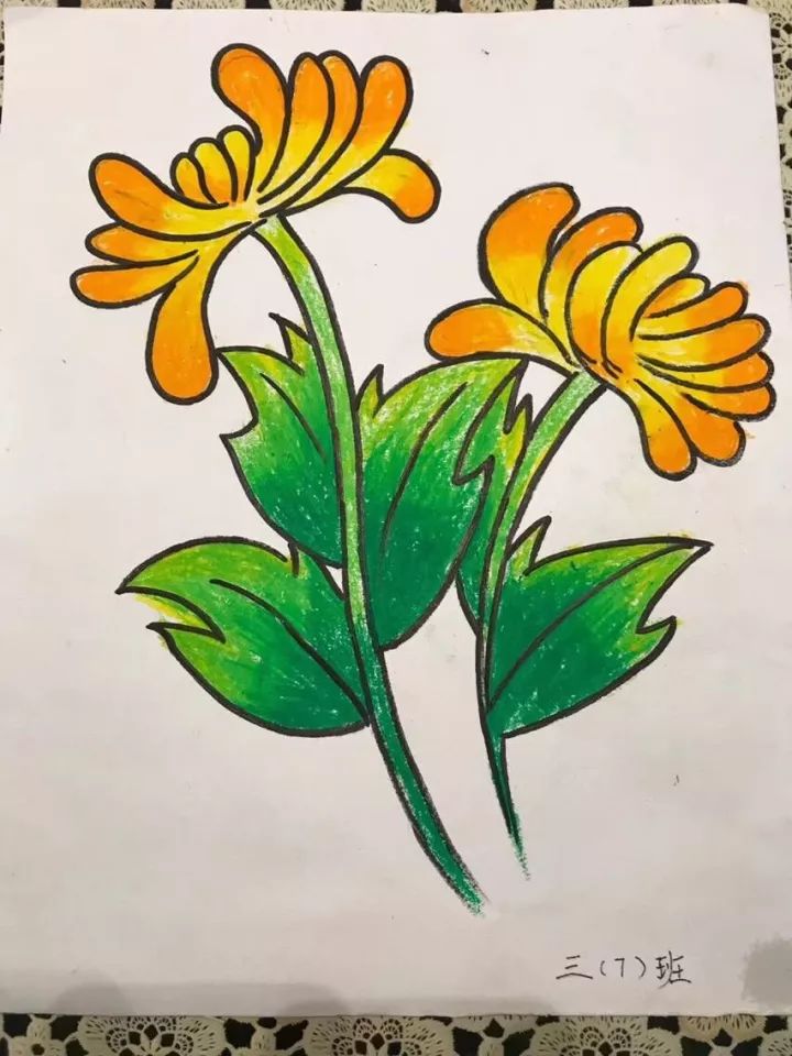 画菊花 学生在仔细观察菊花的基础上,用不同的技法,画出不同品种,不