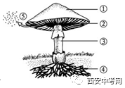 (1)填出图中各部分的名称:① 菌盖② 菌褶③ 菌柄    菌丝