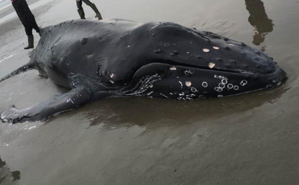 在给鲸鱼持续不断浇水保持湿润约4个半小时后,启东连兴港边防派出所