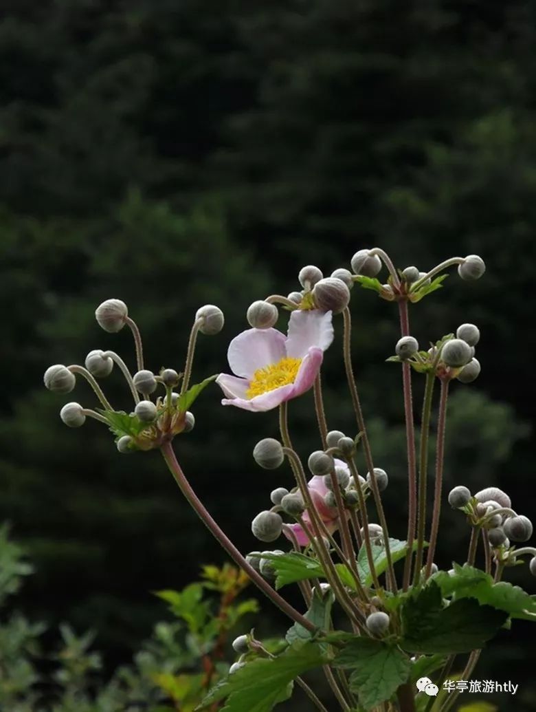 悦读华亭野棉花