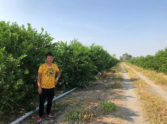 福绵区柑橘种植大户获得广西首笔这个项目的