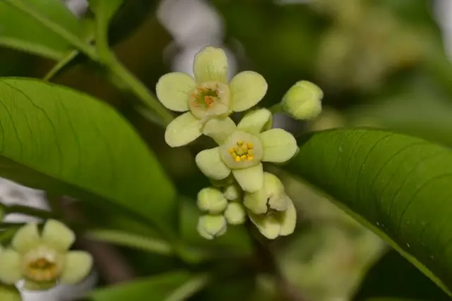 土沉香的简要介绍