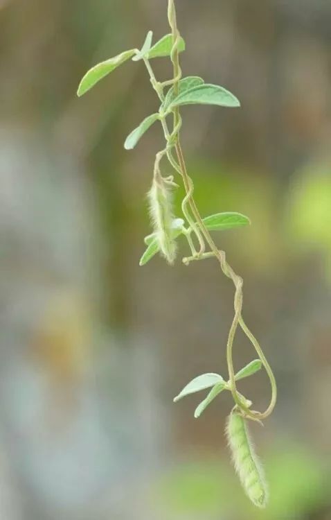 蔓草虫豆的名称来源于它的叶与果.