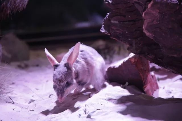 兔耳袋狸 (bilby) 搬新家啦!