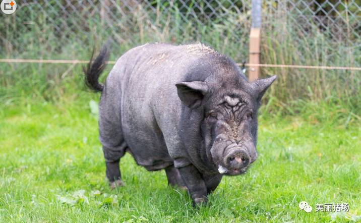 10岁的黑猪buzz生活在皇家防止虐待动物协会救援中心
