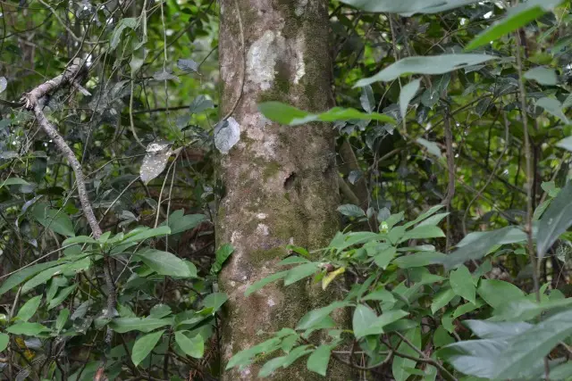 土沉香的简要介绍