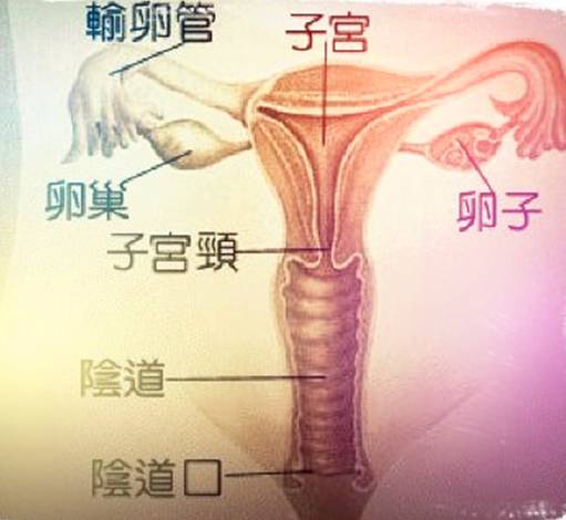 女性健康妇科b超检查二三问