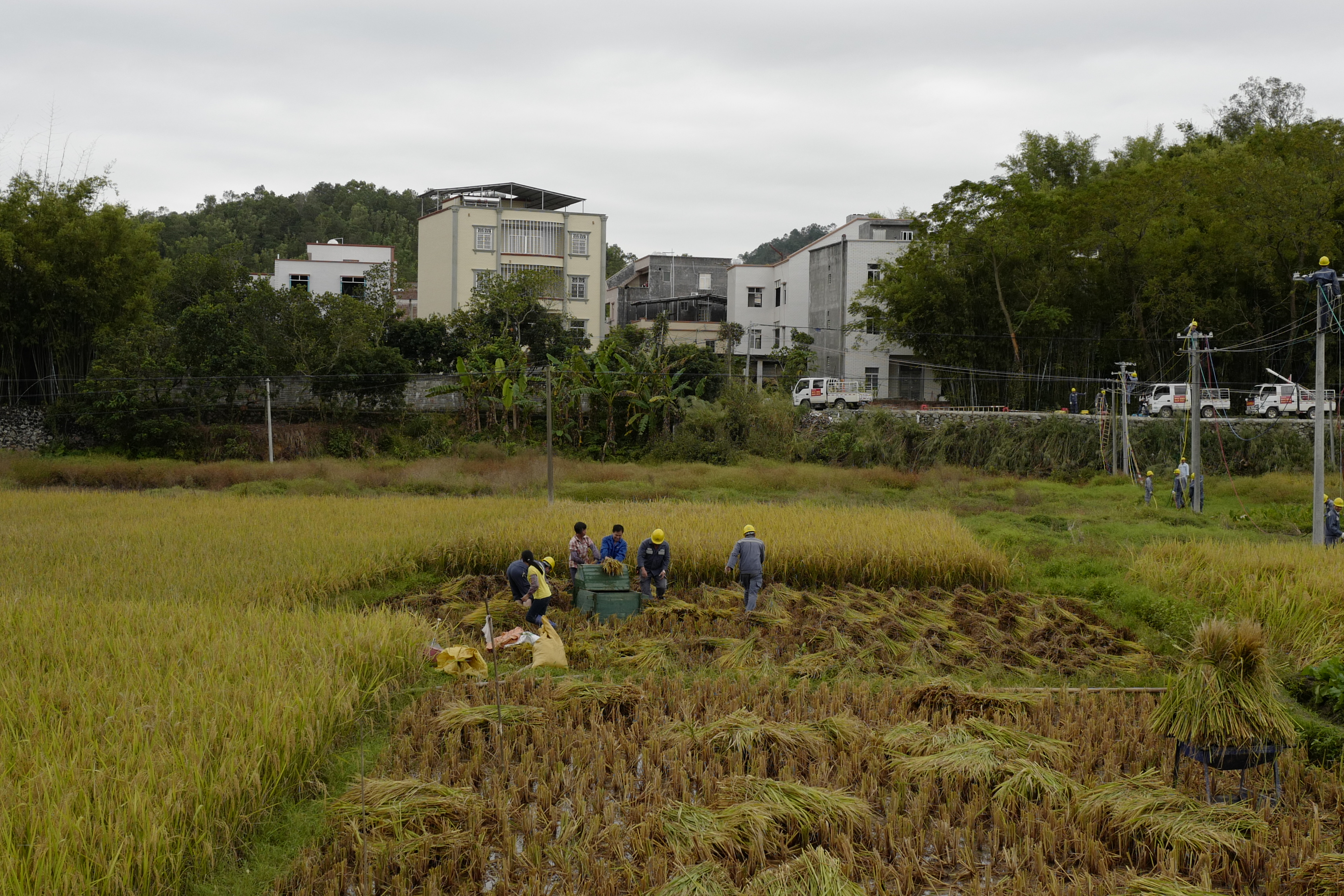 粤西大会战豪情满乡村 广东茂名电力建设助力新农村