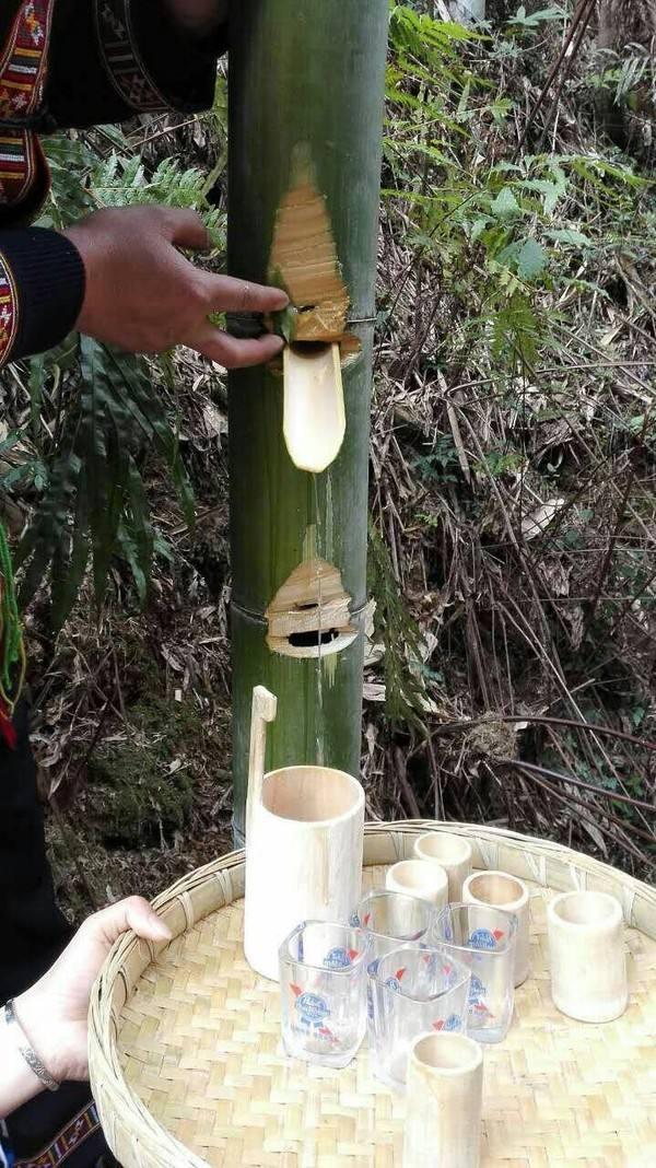 竹子流出来的水不但好喝而且药用价值非常高,一般人弄不到!财经