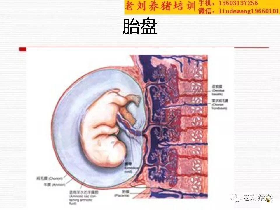 老刘养猪培训 解剖——母猪生殖系统构造