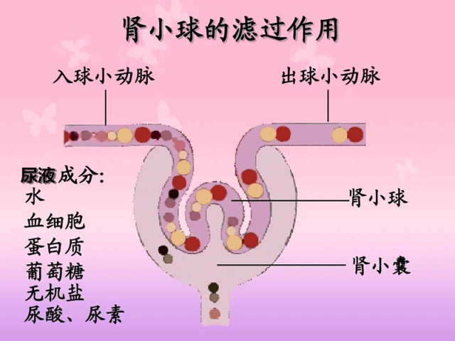 但当肾脏因为各种原因受损后,肾小球滤过膜也受损,肾小球对尿液中有用