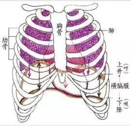 上图红色线圈出的部分就是横膈膜,横膈膜是人或哺乳动物胸腔和腹腔